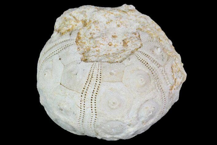 Fossil Sea Urchin (Drocidaris) - Morocco #104504